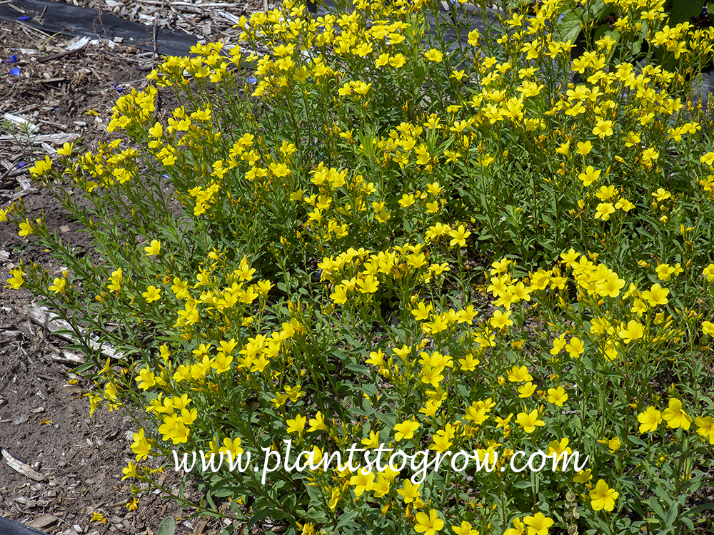 Dwarf Golden Flax (Linum flavum compactum)
(June 16)